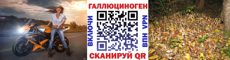 Галлюциногенные грибы Psilocybine cubensis  Купить закладки  Сокол 